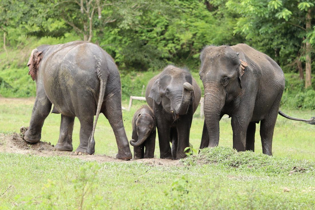 Mother and baby elephants grazing at the sanctuary