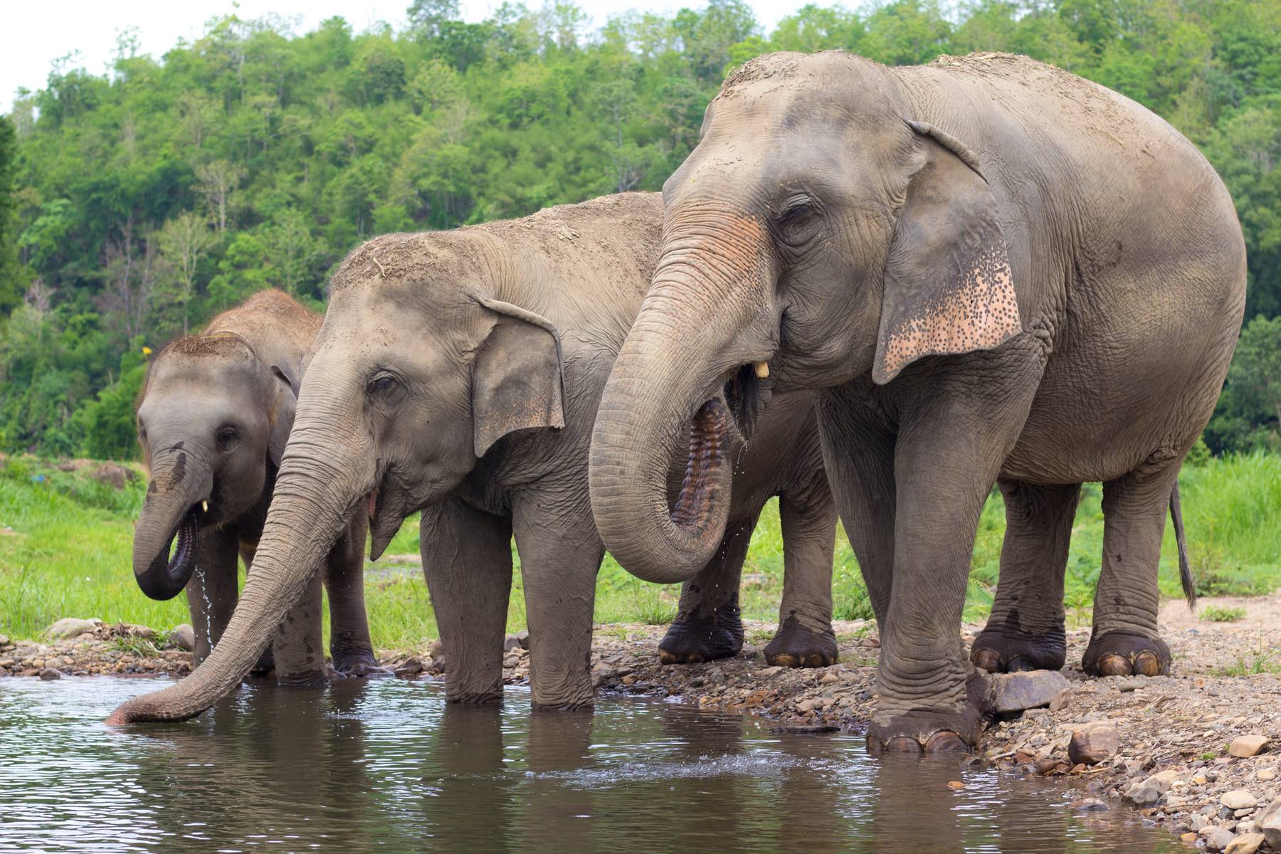 Three rescued elephants drinking at the river